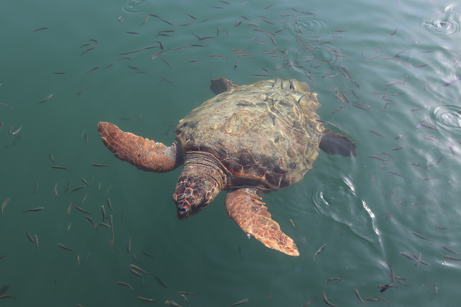Unechte Karettschildkroete - Caretta Caretta