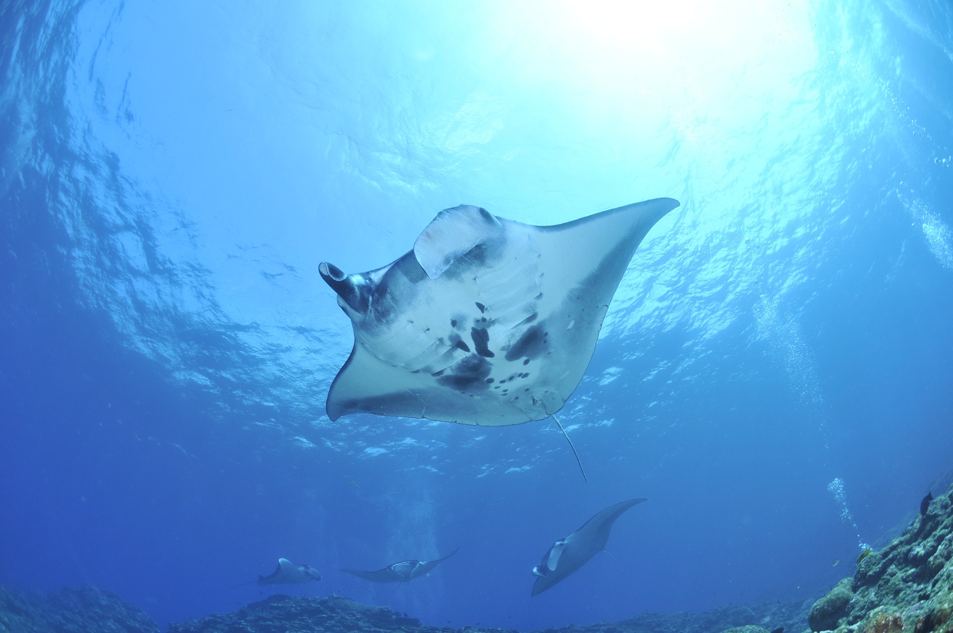 Riesenmantarochen