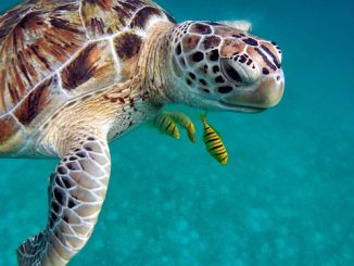 Tauchen mit Schildkröten