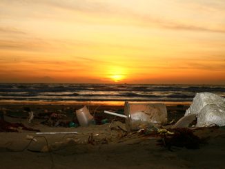 Herbst-Clean-Up