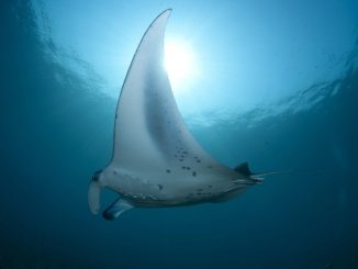 Mantarochen-Magie