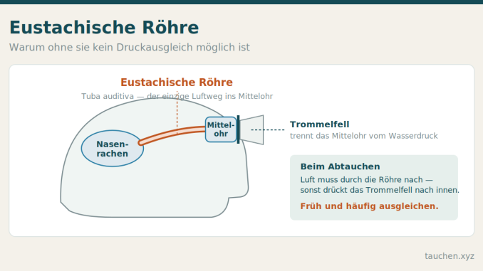 Schematische Darstellung eines Kopfes im Querschnitt: Die Eustachische Röhre verbindet den Nasenrachen mit dem Mittelohr, das durch das Trommelfell vom Gehörgang getrennt ist.