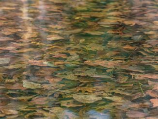 Bunt gefärbtes Herbstlaub liegt unter der klaren Wasseroberfläche eines Sees