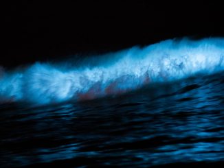 Eine brechende Welle leuchtet in der Dunkelheit blau — Biolumineszenz im Meerwasser
