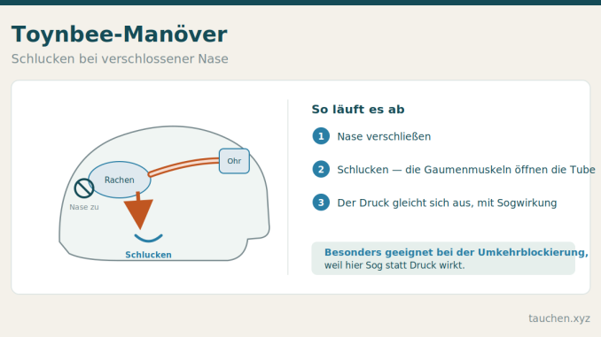 Schema eines Kopfes im Querschnitt: Bei verschlossener Nase öffnen die Gaumenmuskeln beim Schlucken die Eustachische Röhre, es entsteht eine Sogwirkung auf das Mittelohr.