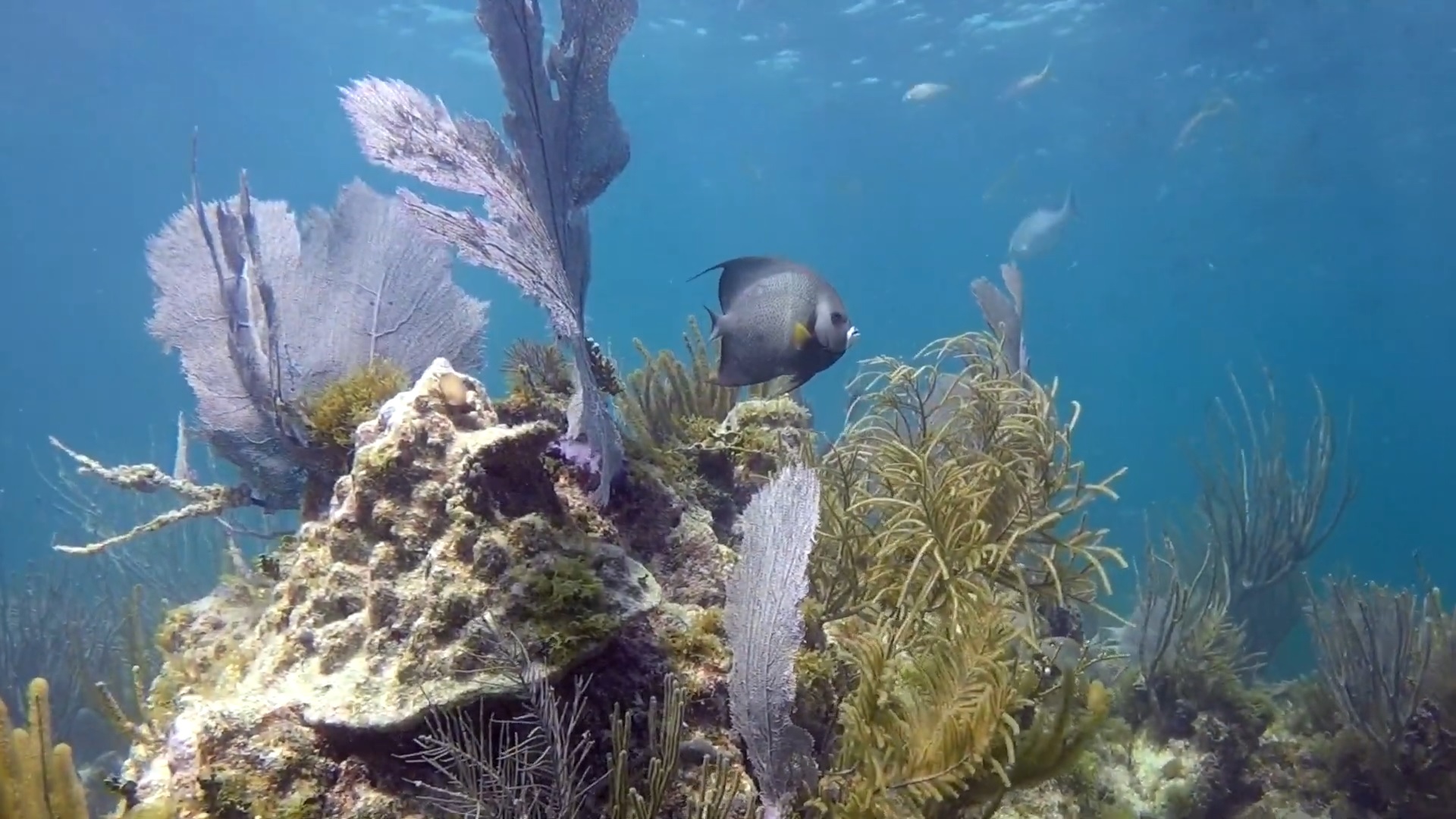 Hens and Chicken Reef Rifftauchgang Islamorada