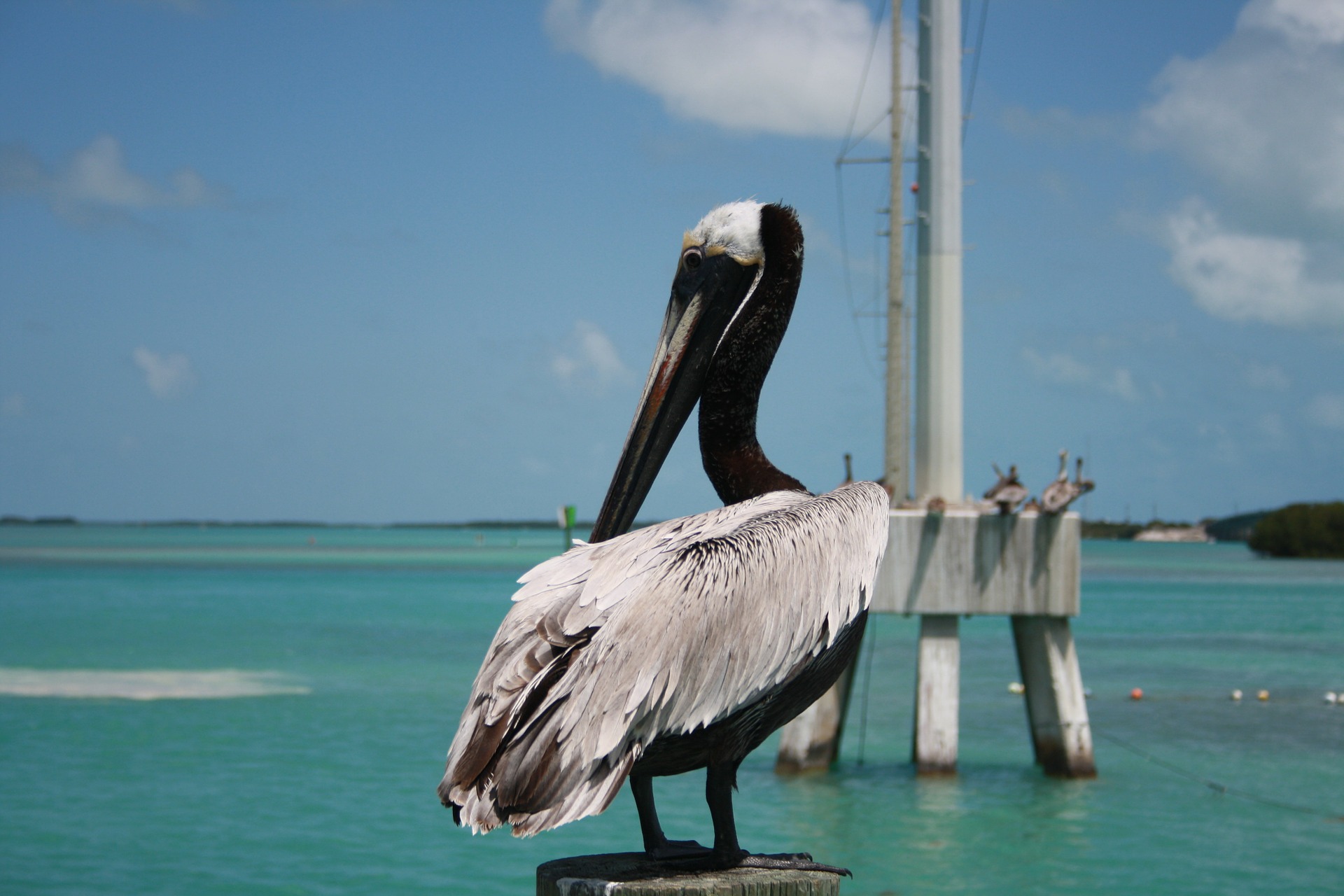 Key West Pelikan