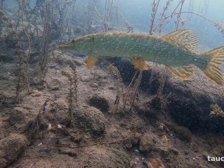 Hecht steht regungslos über steinigem Grund zwischen Wasserpflanzen im Fühlinger See
