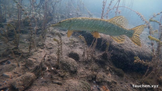 Hecht steht regungslos über steinigem Grund zwischen Wasserpflanzen im Fühlinger See
