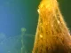Ein dicht bewachsenes Netzteil steht senkrecht im Wasser, gehalten von den Schwimmern der Kopfleine, im Vordergrund ein Auftriebskörper mit Leinen