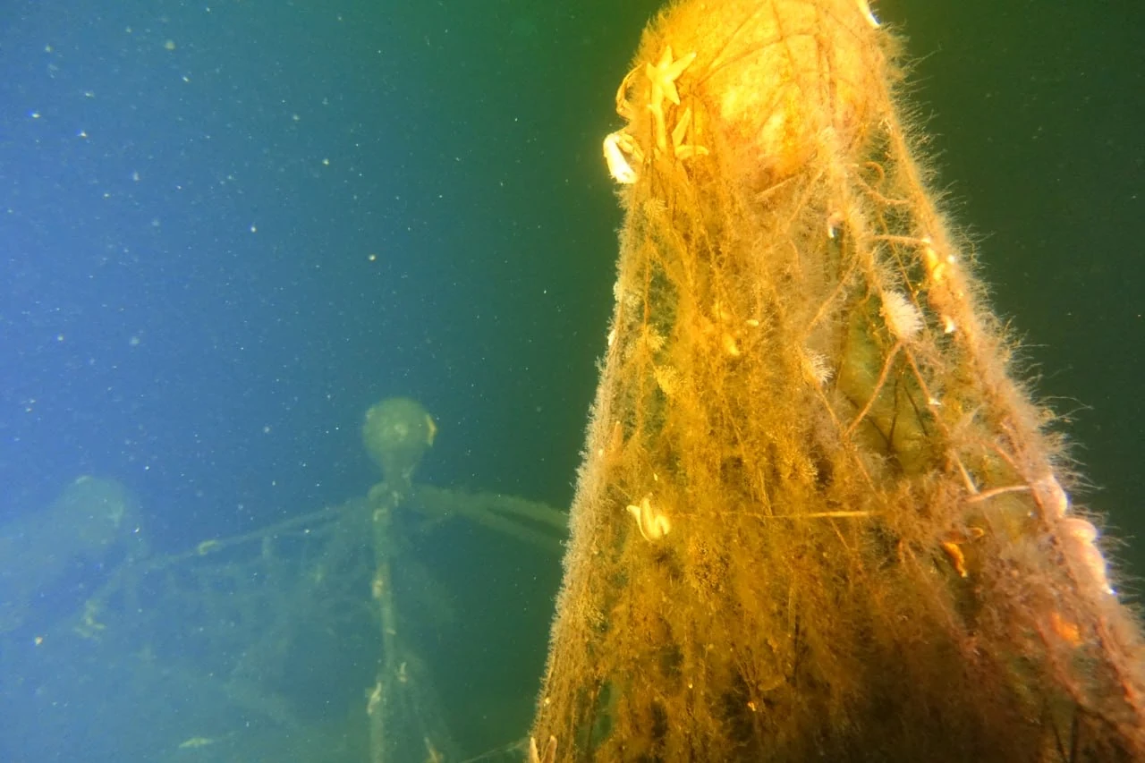 Ein dicht mit gelblichem Bewuchs überzogenes Netz steht senkrecht im blauen Wasser auf