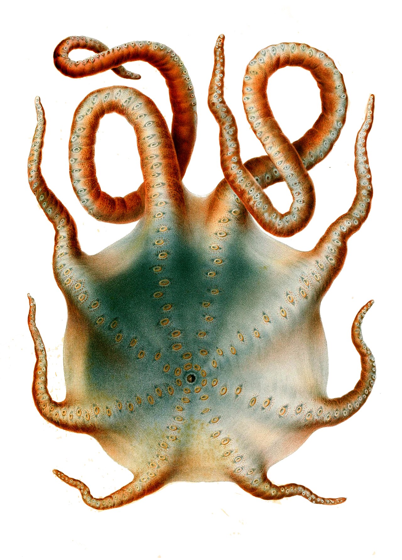 Historische Farbtafel des Siebenarmigen Kraken von der Mundseite, mit Schirmhaut zwischen den Armen und Saugnapfreihen