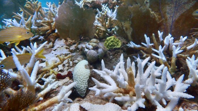 Gebleichte Geweih- und Hirnkorallen am Sombrero Key Reef in den Florida Keys im Sommer 2023, dazwischen Fächerkorallen und Grunzer