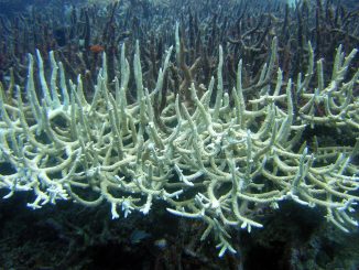 Gebleichte weiße Geweihkoralle vor dunklerem Korallenbestand unter Wasser