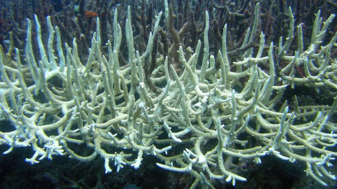 Gebleichte weiße Geweihkoralle vor dunklerem Korallenbestand unter Wasser