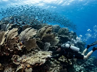 Starke Strömung an einer Riffkante: gleichgerichtet umgelegte Gorgonien, ein Fischschwarm steht gegen die Strömung, ein Taucher hält sich am Fels fest.