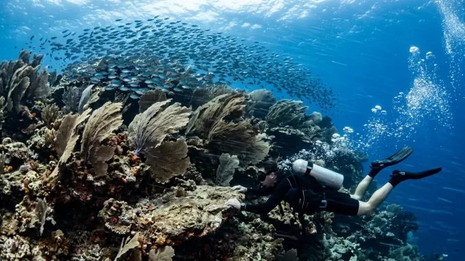 Starke Strömung an einer Riffkante: gleichgerichtet umgelegte Gorgonien, ein Fischschwarm steht gegen die Strömung, ein Taucher hält sich am Fels fest.