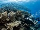 Starke Strömung an einer Riffkante: gleichgerichtet umgelegte Gorgonien, ein Fischschwarm steht gegen die Strömung, ein Taucher hält sich am Fels fest.