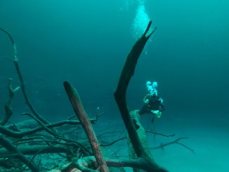Taucher schwebt in grünlich trübem Süßwasser über versunkenen Bäumen; das Wasser wird nach unten hin dunkler.