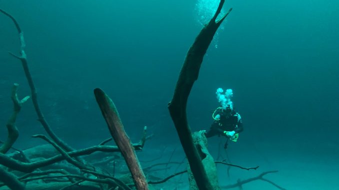 Taucher schwebt in grünlich trübem Süßwasser über versunkenen Bäumen; das Wasser wird nach unten hin dunkler.