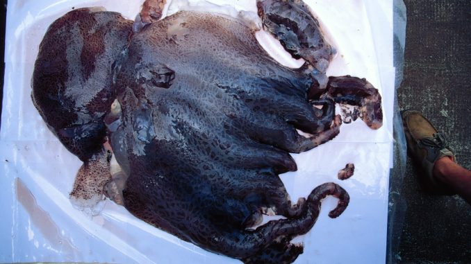 Fast vollständiges Weibchen des Siebenarmigen Kraken, dunkelviolett und gallertartig, auf einer Plane neben einem Maßband