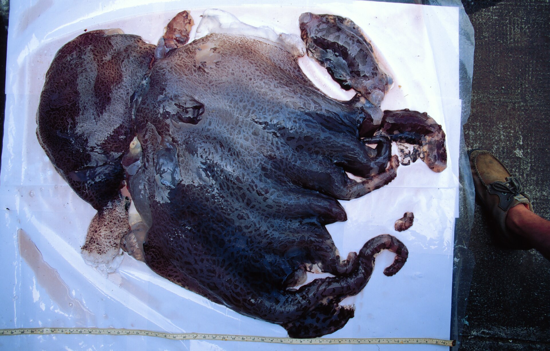 Fast vollständiges Weibchen des Siebenarmigen Kraken, dunkelviolett und gallertartig, auf einer Plane neben einem Maßband