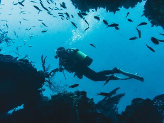 Taucher gleitet dicht an einer bewachsenen Riffkante entlang, darüber ein Schwarm kleiner Fische im blauen Wasser