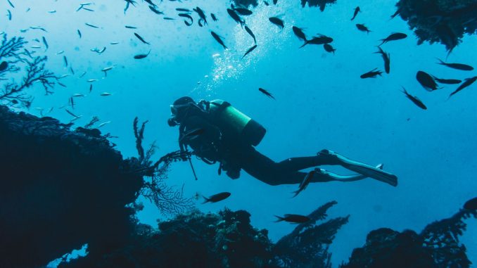 Taucher gleitet dicht an einer bewachsenen Riffkante entlang, darüber ein Schwarm kleiner Fische im blauen Wasser