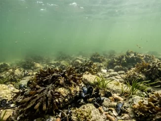 Gruenlich truebes Flachwasser der Ostsee mit tangbewachsenen Steinen und begrenzter Sichtweite.