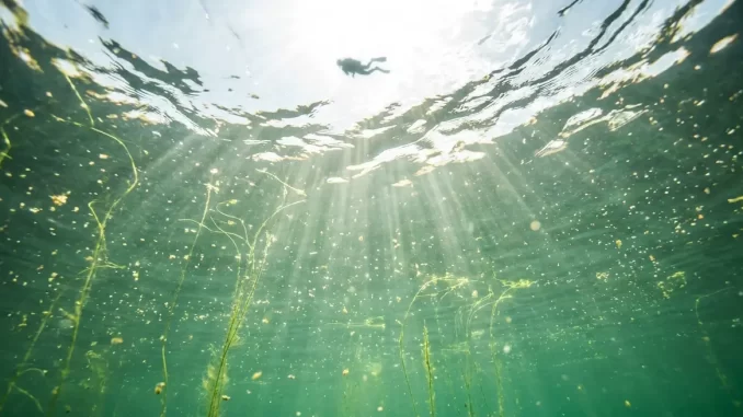 Sonnendurchflutetes gruenliches Wasser in den obersten Metern eines Sees, Blick von unten zur Wasseroberflaeche.