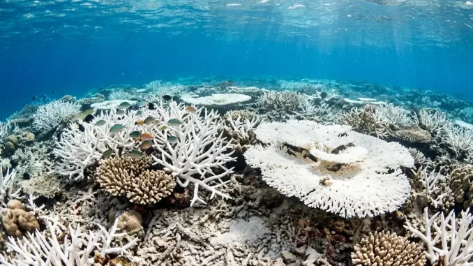 Ausgebleichtes tropisches Flachwasserriff: kalkweiße Tisch- und Geweihkorallen, dazwischen einzelne noch gefärbte Kolonien
