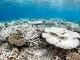 Ausgebleichtes tropisches Flachwasserriff: kalkweiße Tisch- und Geweihkorallen, dazwischen einzelne noch gefärbte Kolonien