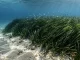 Dichte Neptungraswiese mit langen bandfoermigen Blaettern auf sandigem Grund im klaren Flachwasser des Mittelmeers.