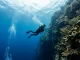 Taucher steigt neben einer steil abfallenden Riffwand im Mittelwasser auf, unter ihm das dunkle Blau, über ihm die Wasseroberfläche.