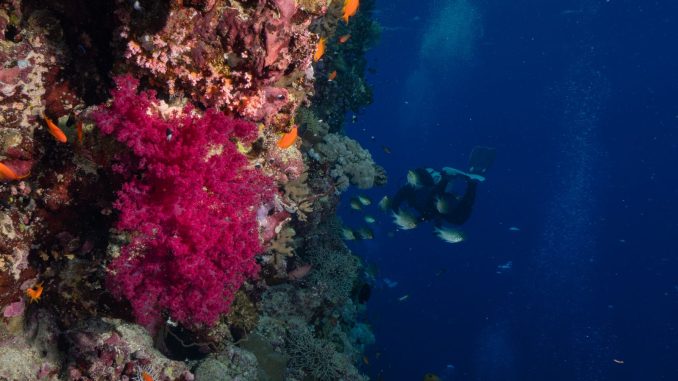 Taucher an einer Riffsteilwand mit leuchtend roten Weichkorallen und Fahnenbarschen im tiefblauen Wasser
