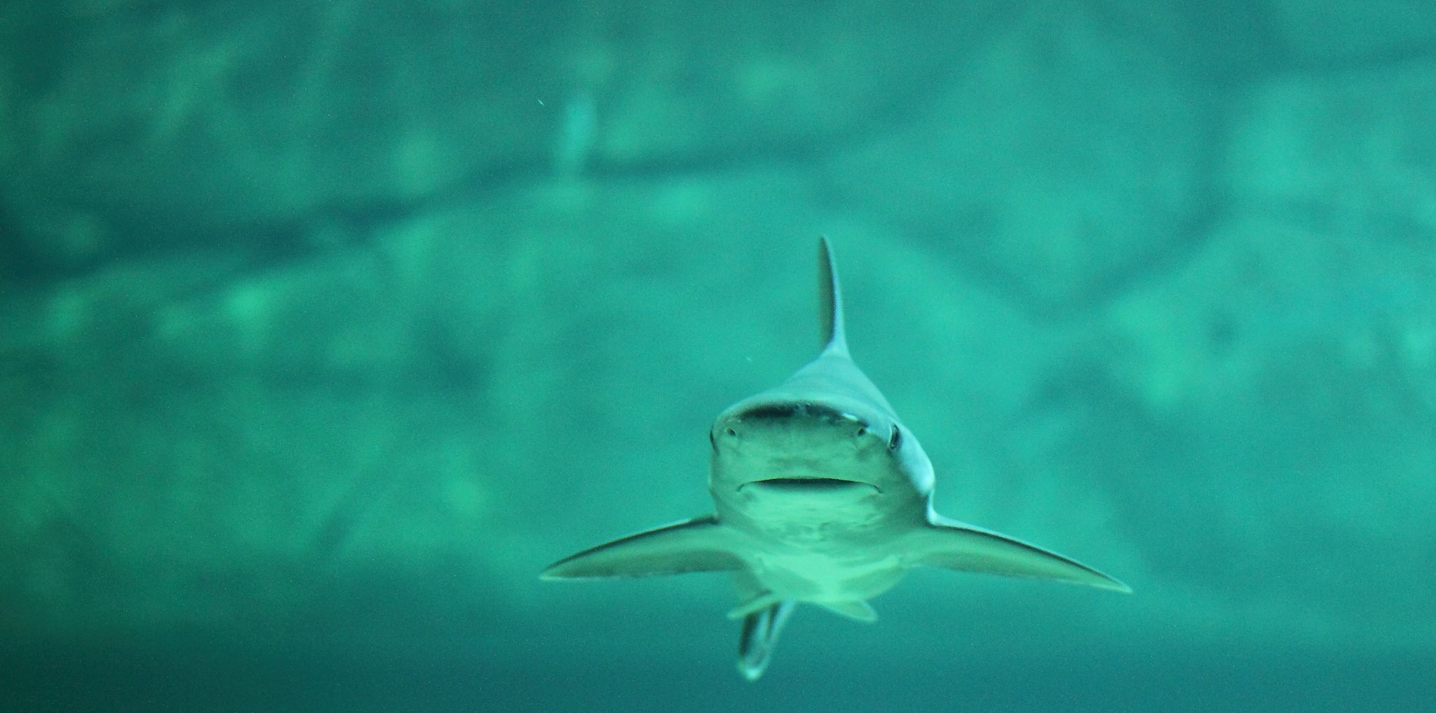 Hai - Auge in Auge mit einem Hai