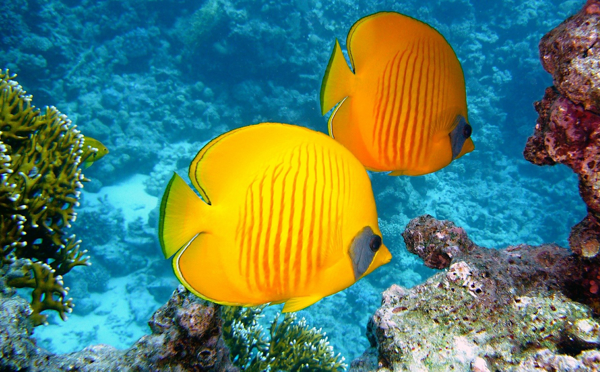 Gelber Zitronenfalterfisch