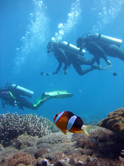 divers scuba photo