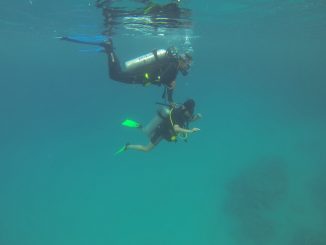 Tauchkurs Vergleich: PADI vs. SSI