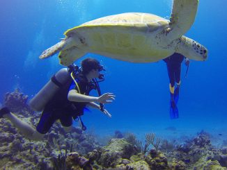 Kindertauchen - Eine Schildkröte unter Wasser ist ein tolles Erlebnis Unterwasser
