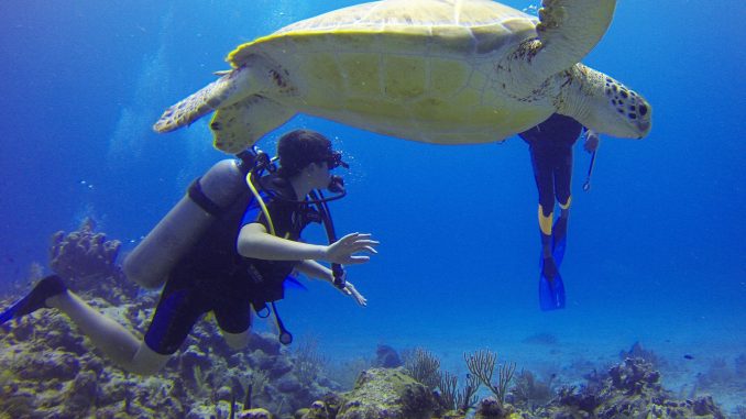 Kindertauchen - Eine Schildkröte unter Wasser ist ein tolles Erlebnis Unterwasser