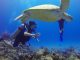 Kindertauchen - Eine Schildkröte unter Wasser ist ein tolles Erlebnis Unterwasser
