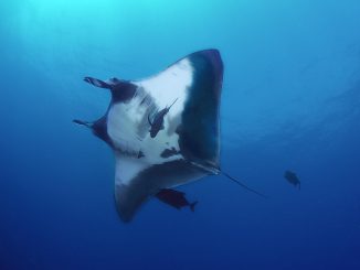 Erstaunliche Fakten über Mantarochen
