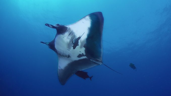 Erstaunliche-Fakten-Mantarochen Erstaunliche Fakten über Mantarochen