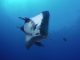Erstaunliche Fakten über Mantarochen