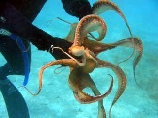 Octopus von einem Taucher gefangen