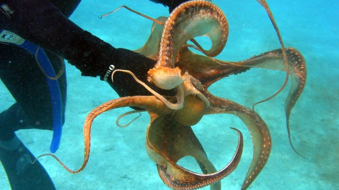 Octopus-Taucher Octopus von einem Taucher gefangen