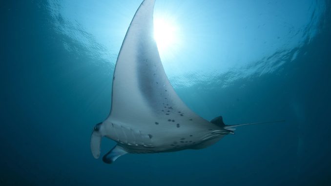 Mantarochen-Magie