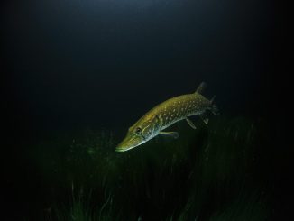 Mein erster Nachttauchgang - ein erfahrener Taucher erinnert sich.